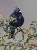 Crested Bunting 