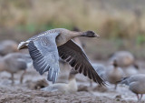 Pink-footed Goose 