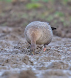 Pink-footed Goose 