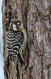 Japanese Pygmy Woodpecker 