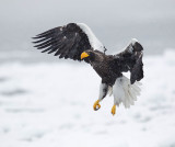 Stellers Eagle 