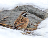 Meadow Bunting 