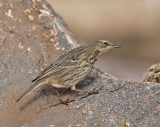 Rock Pipit 