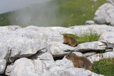 Alpine marmot Marmota marmota alpski svizec_MG_3156-11.jpg