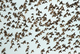 Flock of starlings jata škorcev_MG_4806-111.jpg