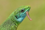 Green lizard with prey zelenec s plenom_MG_0346-11.jpg
