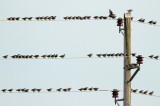 Flock of starlings jata korcev_MG_4776-111.jpg