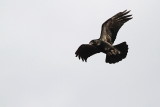 Common raven Corvus corax krokar_MG_4815-11.jpg