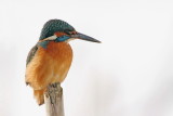 Kingfisher Alcedo athis vodomec_MG_9660-111.jpg