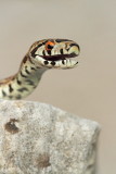 European ratsnake Zamenis situla leopardovka_MG_5592-11.jpg