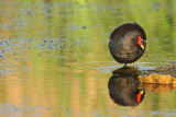 Common moorhen Gallinula chloropus zelenonoga tukalica__MG_9725-111.jpg