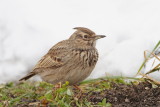 Crested lark Galerida cristata čopasti krjanec_MG_0668-111.jpg