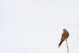 Common kestrel Falco tinnunculus navadna postovka_MG_0713-111.jpg
