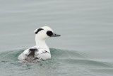  Smew Mergellus albellus mali agar_MG_0471-111.jpg