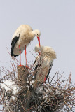 Couple of stork par torkelj_MG_2250-11.jpg