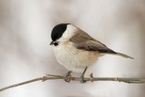 Marsh tit Poecile palustris močvirska sinica_MG_1064-111.jpg