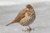 Song thrush Turdus philomelos cikovt_MG_28901-111.jpg