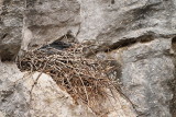 Raven nest krokarjevo gnezdo_MG_4702-111.jpg