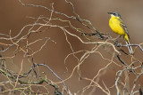 Yellow wagtail Motacilla flava rumena pastirica_MG_4753-111.jpg