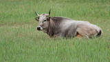 Old Istrian cattle podolian cow podolsko govedo_MG_4654-111.jpg