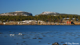 swans ~ Grimstadøya