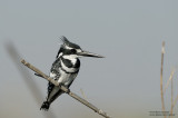 Pied Kingfisher