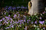 harbingers