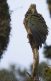 Kea - NZ Mountain Parrot