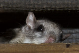 Flying Squirrel in the rafters of my bird feeding station.