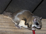 Saw my flying squirrel tonight :-)