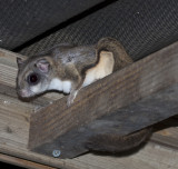 Flying squirrel in the rafters of my birdfeeder station at night.
