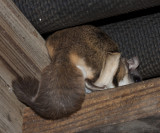 The Flying Squirrel's bushy little tail! :-)