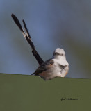 Scissor-tailed Flycatcher sitting on the 'for sale' sign.