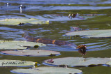I THINK this is a Banded Water Snake. Didn't get out of my SUV for this shot either :-)