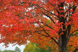 Fall Foliage 19