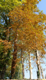 Hautvillers: Autumn Leaves