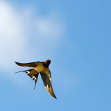 Swallow in flight!