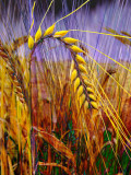 Ear of wheat (2260