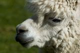 Llama ~ close-up! Kingston Maurwood