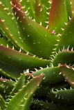 Cactus jumble, Eden Project, Cornwall