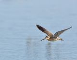 dowitchers_3
