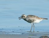 Black Belly Plover With Prey