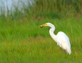 Great Egret With Eel.jpg