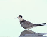 Juvenile Black Tern, Plymouth Beach, Plymouth Massachusetts