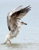 Juvenile Gull Shaking the Water Out