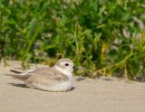 JFF5845 Piping Plover Juvenile Winter Plummage.jpg