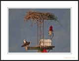 Osprey Nest