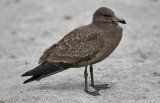 Heermanns Gull, juvenile (1 of 2)