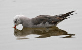 Heermanns Gull, 2nd cycle