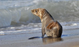 California Sea Lion pup